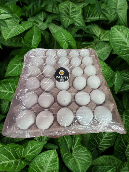 white Egg white Egg
